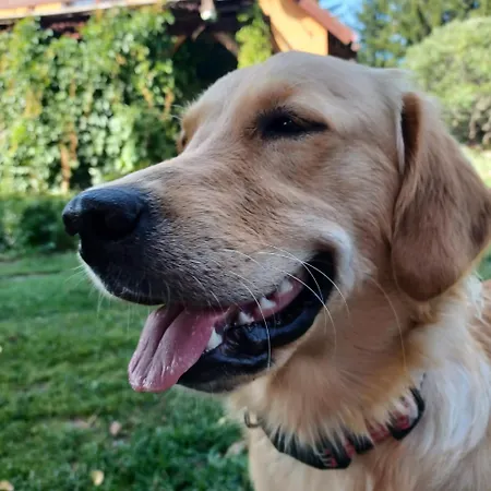 Stary Dom, A Może Pensjonat