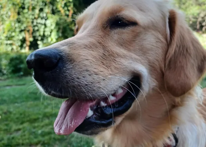 Stary Dom, A Może Pensjonat