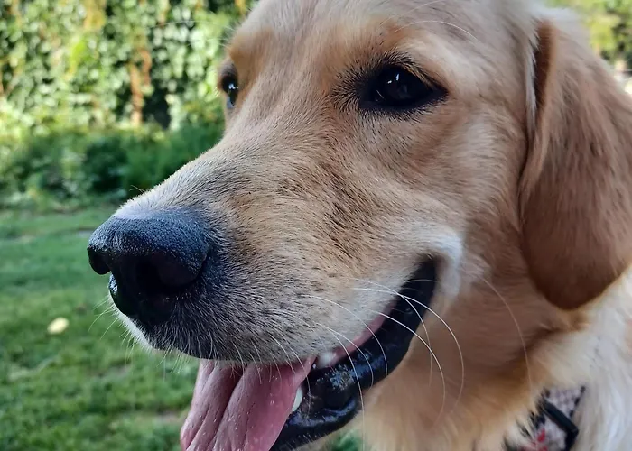 Pensjonat Stary Dom, A Może 3*