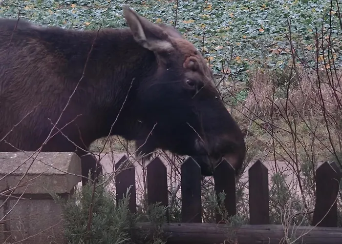 Stary Dom, A Może Pensjonat 3*